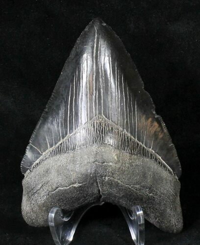 Glossy, Black Megalodon Tooth - Georgia #19073